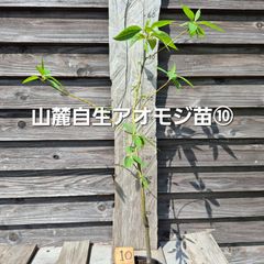 希少竹 蘇芳竹 すおうちくの鉢植え - メルカリ