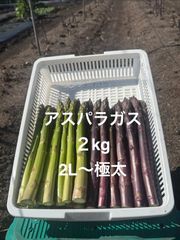 アスパラミックス 2kg 極太 A品 クール便 - メルカリ