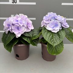 アジサイ ブルー 4号鉢 2輪3鉢セット☆生産者直送☆ - メルカリ