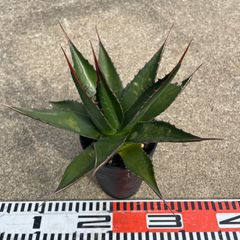 DP83 アガベモンタナ実生Agave montana seeding - メルカリ