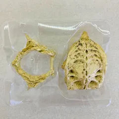 【未使用品】 「ガメラ ガッパ ギララ 特撮大百科ver.1 大怪獣総集結」 日本海溝底ガメラの墓場で発見されたガメラ頭蓋骨(彩色版)のサムネイル