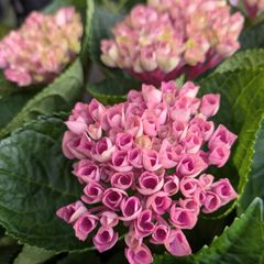 ☆塩原花園☆新品種☆ザクロ 超レア☆4.5号鉢☆ - メルカリ