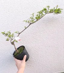 【在庫処分】盆栽用　さつき　根上りのサムネイル