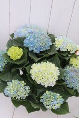 紫陽花⭐️ブルーセット⭐️3鉢⭐️マーブルソーダ⭐️ふるふる