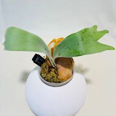 サイカス・クピダ オーストラリアのブルー葉 ソテツ 希少 アガベ ヤシ