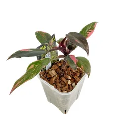 フィロデンドロン ピンクプリンセス ギャラクシー 3.5号 斑入り Philodendron pink princess Galaxy 観葉植物のサムネイル