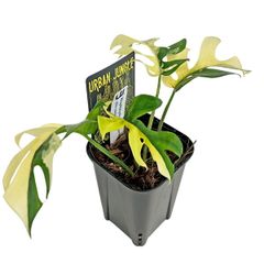 ♡モジャマトフィラム♡ 森尾花園さん♡観葉植物 吊り下げ - メルカリ