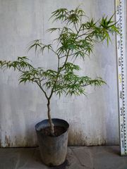 限定価格‼️希少❗️金明布袋竹 盆栽風 - メルカリ