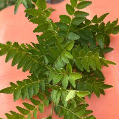 山椒の葉 木の芽 無農薬 200枚 - メルカリ