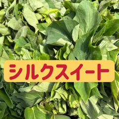 野菜　さつまいも　シルクスイート苗30本　ネコポス