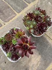 2026年最新】多肉植物 センペルビウム セットの人気アイテム - メルカリ