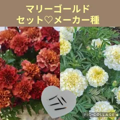 10＋10粒　メーカー種　魅力的なカラー✦マリーゴールド2色セット✦花の種のサムネイル