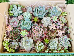 2026年最新】多肉植物エケベリア寄せ植えセット多肉弁当の人気アイテム