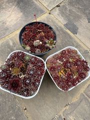 多肉植物 斑入センペルビウム 白枠内5株 速達便発送 - メルカリ