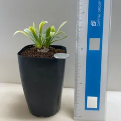 塊根植物 コーデックス 観葉植物 美株 メルカリ便 2026年最新】観葉植物 塊根植物・コーデックスの人気アイテム - メルカリ