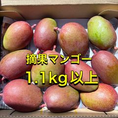 沖縄県産 漬物用 青マンゴー（グリーンマンゴー）箱なし1.1kg以上