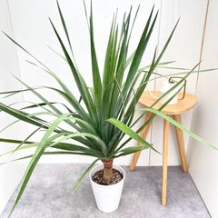 ドラセナ☆ユッカ エレファンティペス☆幸福の木☆観葉植物☆大きめ
