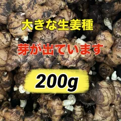 芽が出ています‼️生姜種200g‼️すぐに植え付け可能のサムネイル