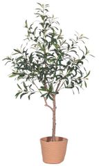 逸品。仕立てオリーブ ピクアル1.5M(鉢底から) - メルカリ