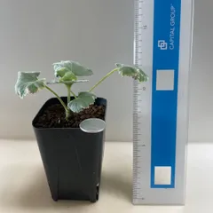 多肉植物　コーデックス　ペラルゴニウム　ミラビレ(実生＊レア)  抜き苗　根付きのサムネイル