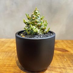 特大】キフォステンマ モンタグナッキー 現地球 - メルカリ