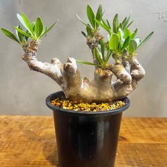 特大】キフォステンマ モンタグナッキー 現地球 - メルカリ