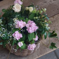 新品種❤︎ペチュニア【ハニーナッツ】の籠寄せ植え♡母の日gift 新品種❤︎ペチュニア【ハニーナッツ】の籠寄せ植え♡母の日gift