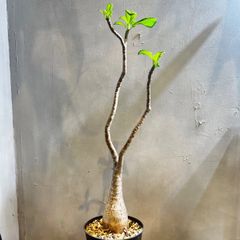 アデニアメタモルファ 旧アデニアペリエリ 現地球 発根済 - メルカリ