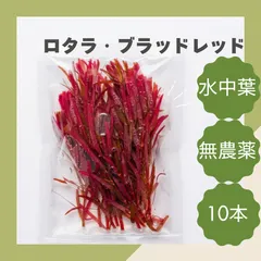 急激な成長に伴いタイムセール中【毎日水換】ロタラブラッドレッド 10本＋α 極赤水中葉 クリックポスト発送のためすぐに到着します　無農薬 エビ安心 徹底管理株のサムネイル