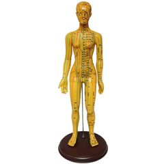 医道の日本社 人体の経絡 経穴の人体模型 経穴くん 約56cm - メルカリ