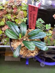 Bucephalandra sp. “Twinkle” - メルカリ