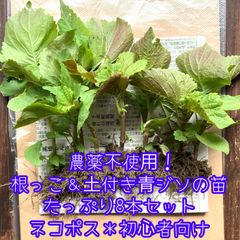 農薬不使用！根っこ＆土付き青じその苗＊たっぷり8本セット＊初心者