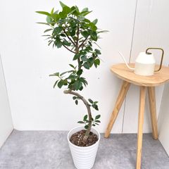 現品】フランスゴム 曲がり 7号 茶鉢（1） - メルカリ