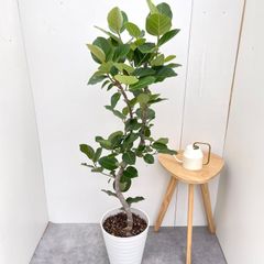 フィカス ウンベラータ 144cm S-shaped tree form8号 - メルカリ