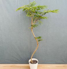 エバーフレッシュ 145cm 8号 S-shaped tree form - メルカリ