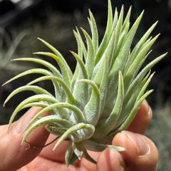 Tillandsia Ionantha Hedgehog （ＴＩ）速達発送 Tillandsia Ionantha Hedgehog （TI）速達発送 - メルカリ
