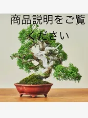 2026年最新】岩窪精造の人気アイテム - メルカリ