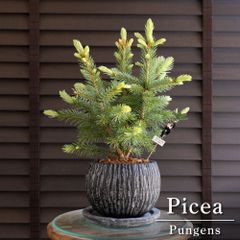もみの木 abies procera シンボルツリー ノーブルモミ 苗 - メルカリ