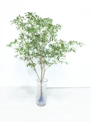 【天然無農薬】アセビ90ｃｍのサムネイル