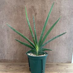 サンセベリア ブンルートーチ ハイブリット③ Sansevieria bunlue