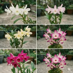 セッコク おまかせ6種セットのサムネイル
