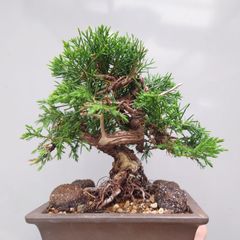 中型 盆栽 樹形整った緑色の葉 No.7 - メルカリ