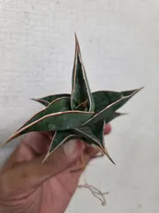 2026年最新】観葉植物 サンスベリアの人気アイテム - メルカリ