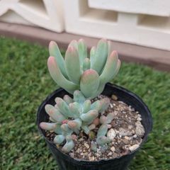 クラッスラ デルトイデア タンクアカルー 抜き苗 多肉植物 - メルカリ