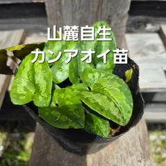 山麓自生斑入りカンアオイ苗　長崎のサムネイル