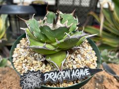 発根済】アガベ チタノタ 麻花 Dragon Agave 台湾株 子株 - メルカリ