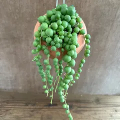 パルムポット セネシオ グリーンネックレス (大実) Senecio rowleyanus セネシオ属 グリーンネックレス ミドリノスズ キク科  観葉植物 観葉 植物  ハンギング 吊り下げ 吊るす インテリア プレゼント おしゃれ かわいい  グリーン
