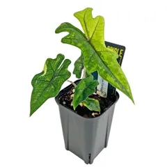 2026年最新】alocasia jacklynの人気アイテム - メルカリ