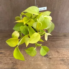【パルムポット】ポトス ライム 現品　Epipremnum aureum lime オリジナル パルムポット  観葉植物 観葉 植物 珍奇植物 珍奇 珍しい レア 希少 つる性植物 つる性 ハンギング 吊るす 吊り下げ インテリア プレゼント