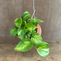 【パルムポット】ポトス　グローバルグリーン　Epipremnum pinnatum Global Green エピプレムヌム 黄金葛 ハブカズラ 観葉植物 観葉 植物 珍しい つる性植物 つる性 ハンギング